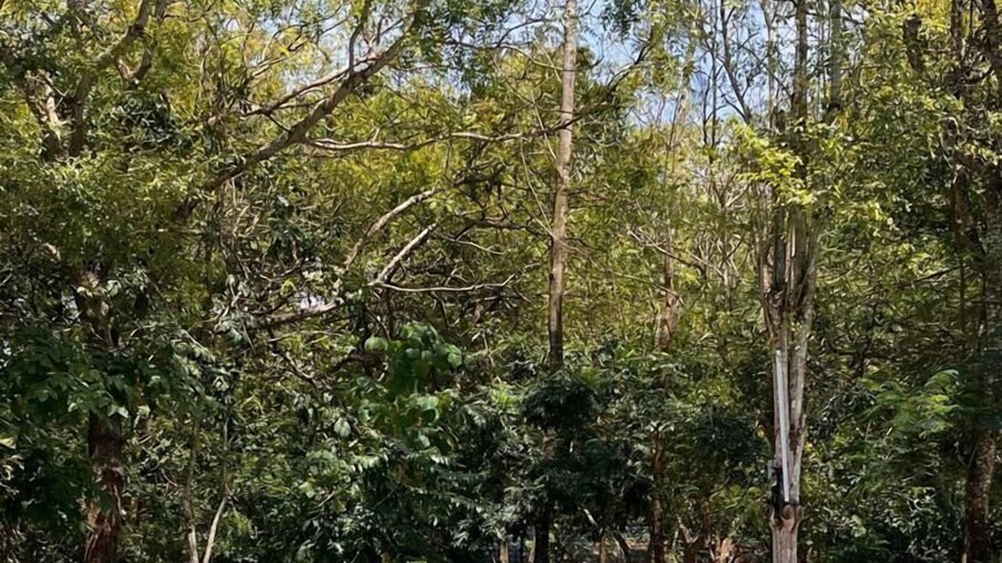 Kijani Cottages Beach