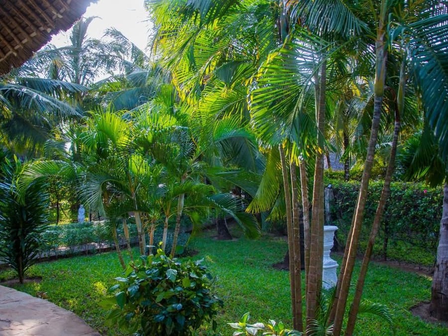 A lush garden with tall palm trees and a variety of greenery.