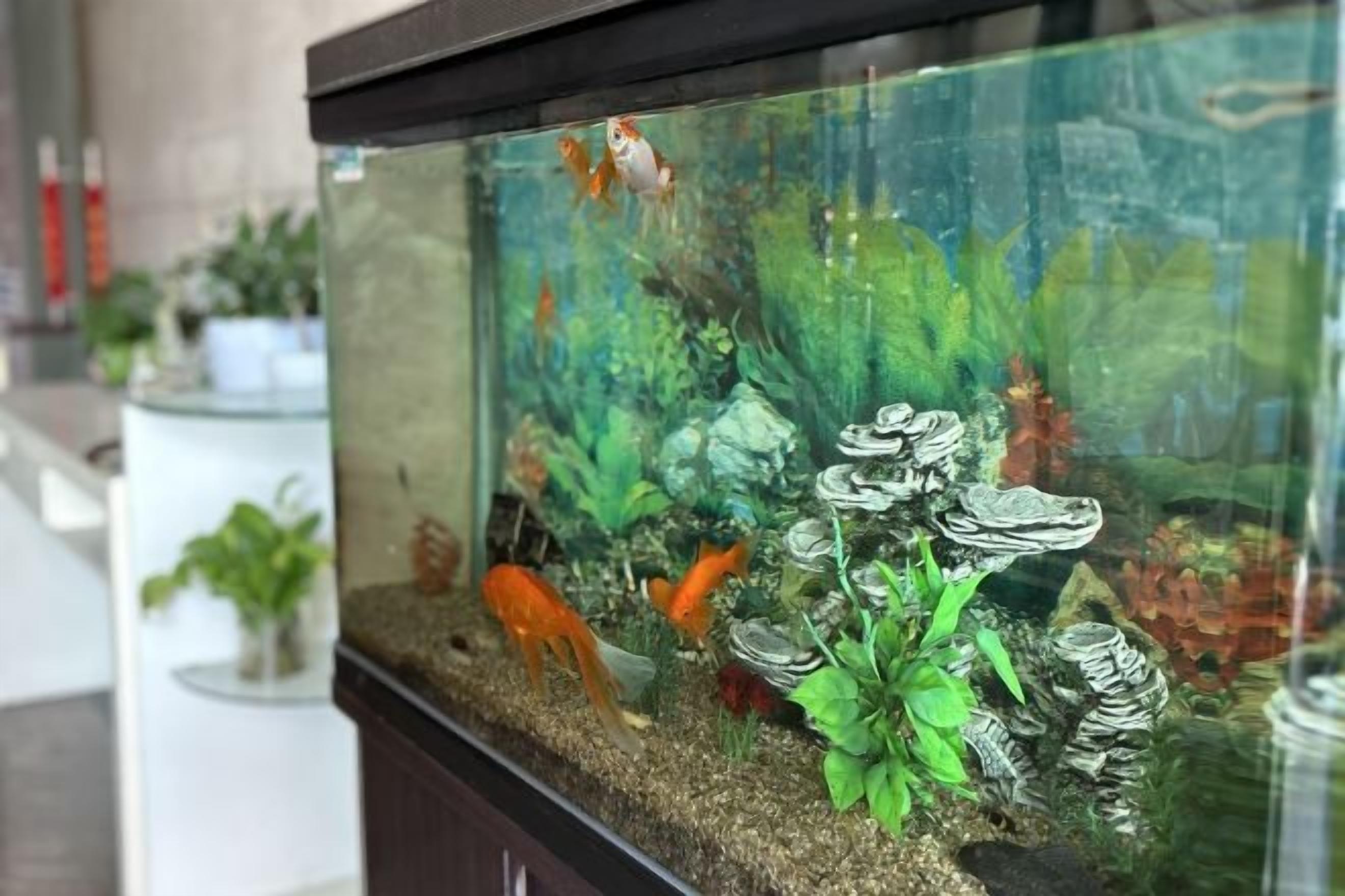 A fish tank with various aquatic plants and fish.