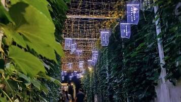 A pathway lined with greenery and illuminated by string lights.