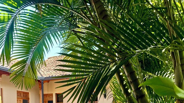 A swimming pool surrounded by lush greenery, with a building featuring wooden doors and a tiled roof in the background. - Hotel Colonial Victonella (Granada)