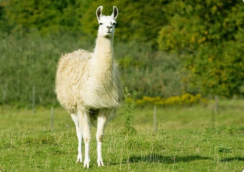 Farmhouse Fields- Mini Highland Cows and Llamas for an unforgettable Farm Stay!