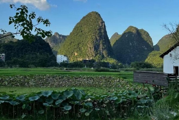 A mountainous landscape with a pond of lotus flowers in the foreground and a white building in the background.