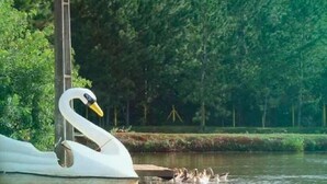 Une sculpture de cygne dans un plan d’eau, avec une forêt en arrière-plan.
