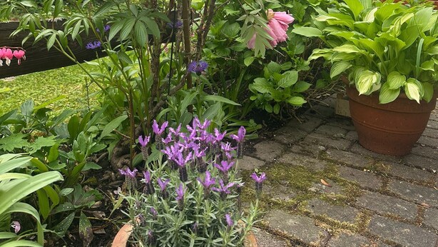 Un jardin avec des fleurs roses, un feuillage verdoyant et une clôture en bois.