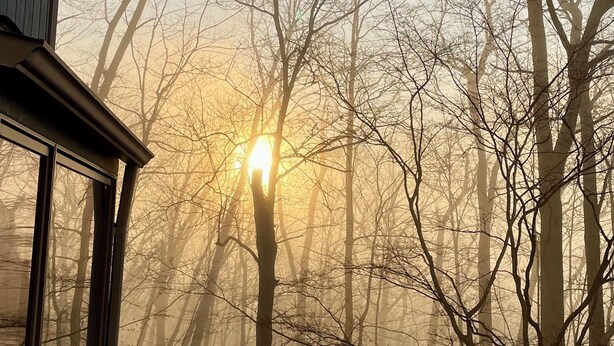 Vista de un bosque con árboles desnudos y el sol brillando entre ellos.