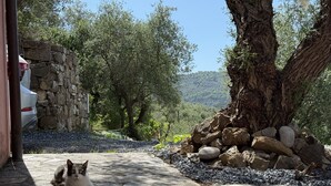 Un sendero de piedra conduce a un coche blanco estacionado junto a un muro de piedra, rodeado de árboles y un tronco de árbol grande.