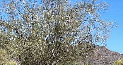 Dove Mountain - 3 Bedroom 2 Bath Home - Backs The Gallery South Golf Course!