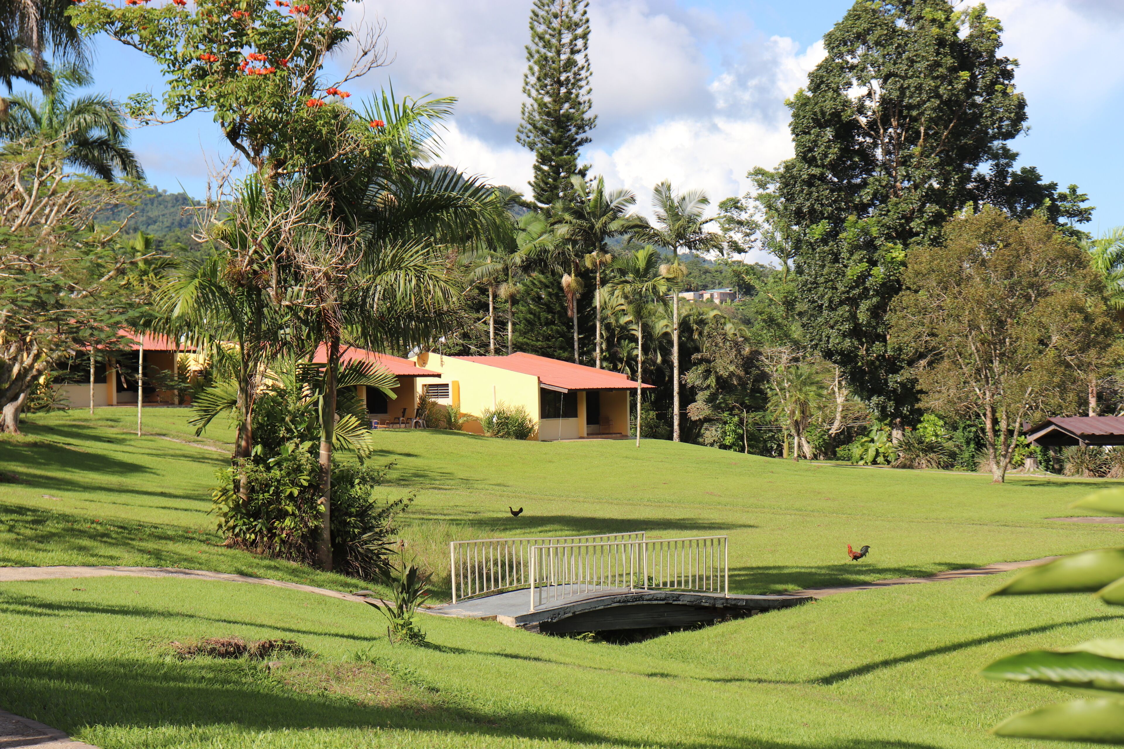 A grassy area with a bridge, palm trees, and a building with a red roof.
