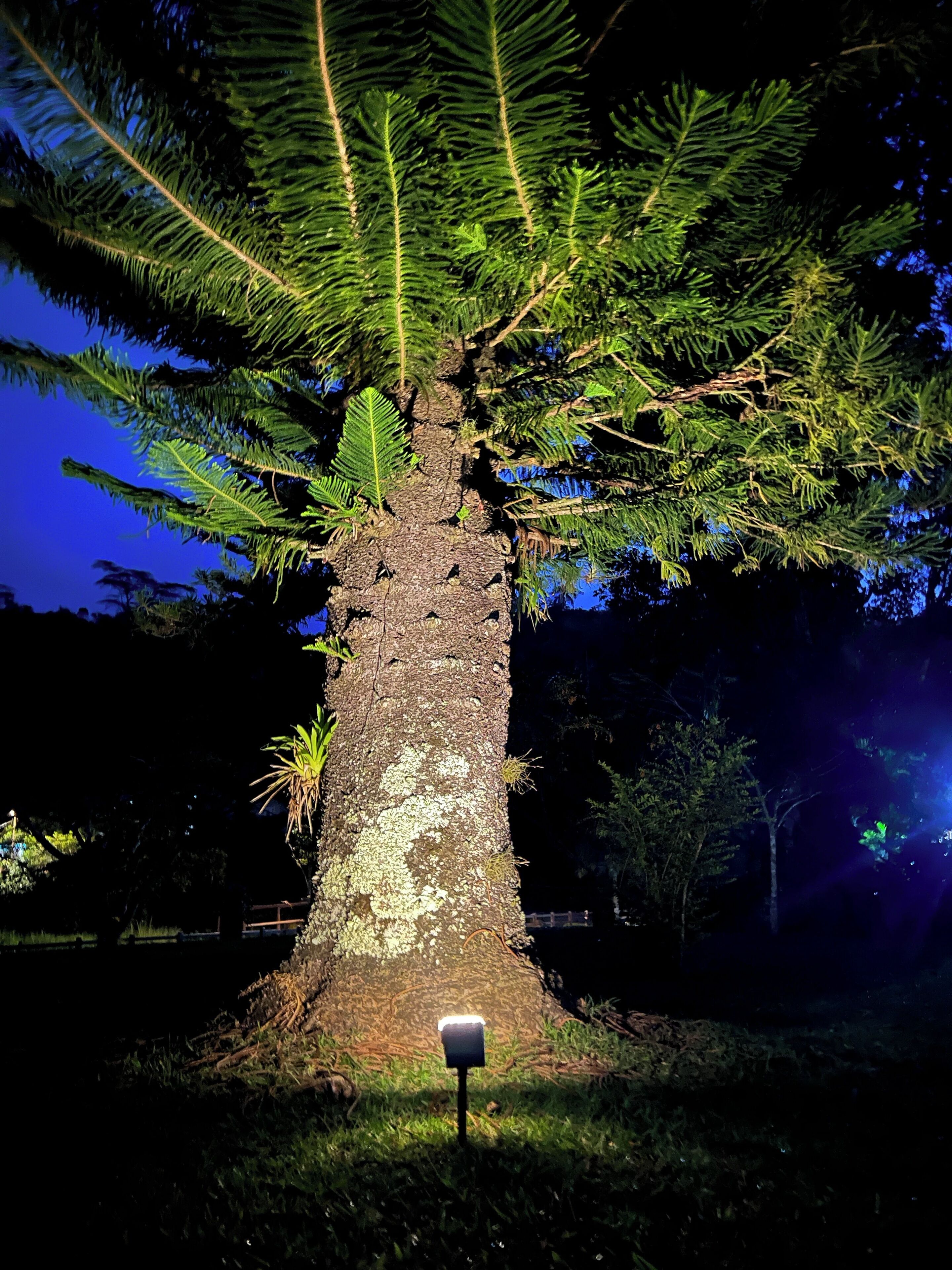 A large tree with a thick trunk and dense green foliage.