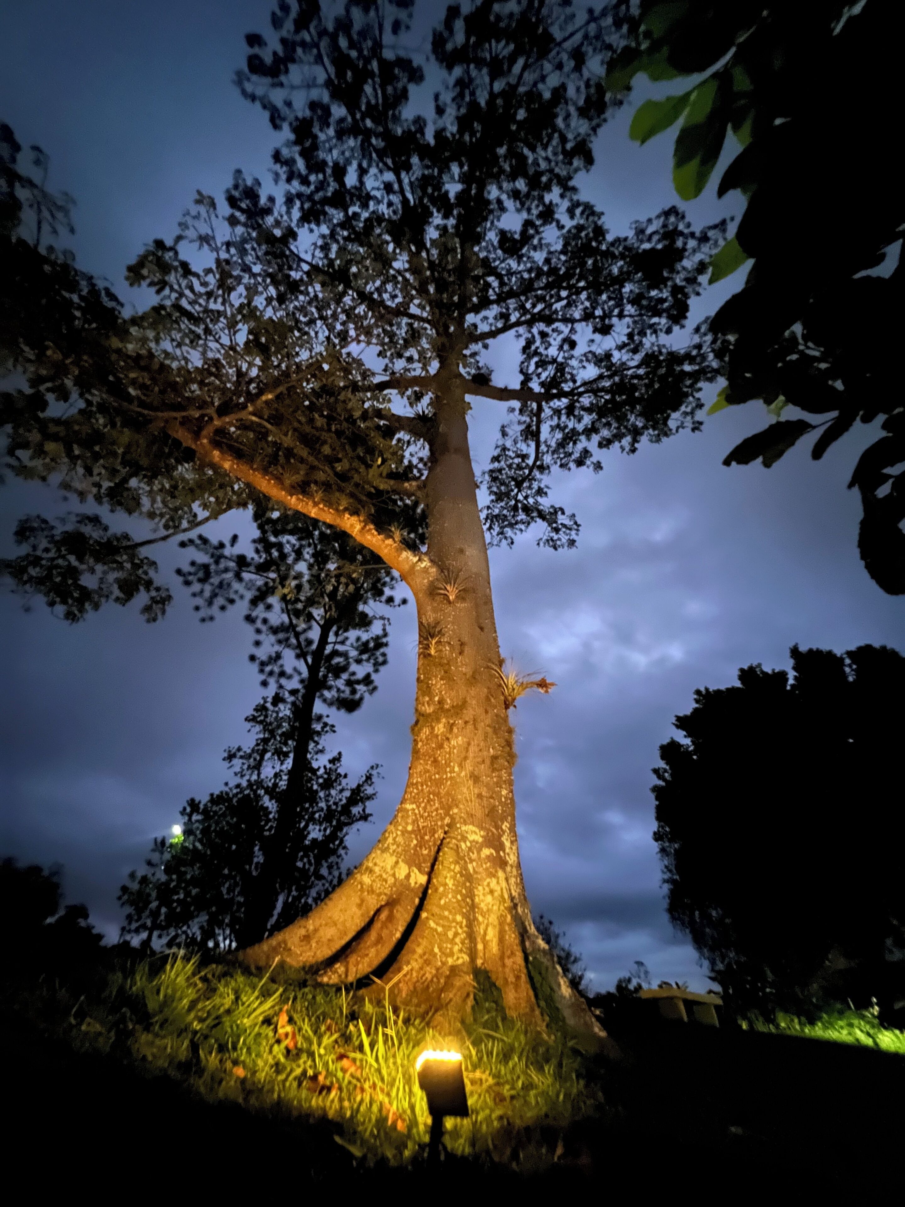 A large tree with a well-lit trunk and branches, surrounded by grass and other vegetation.