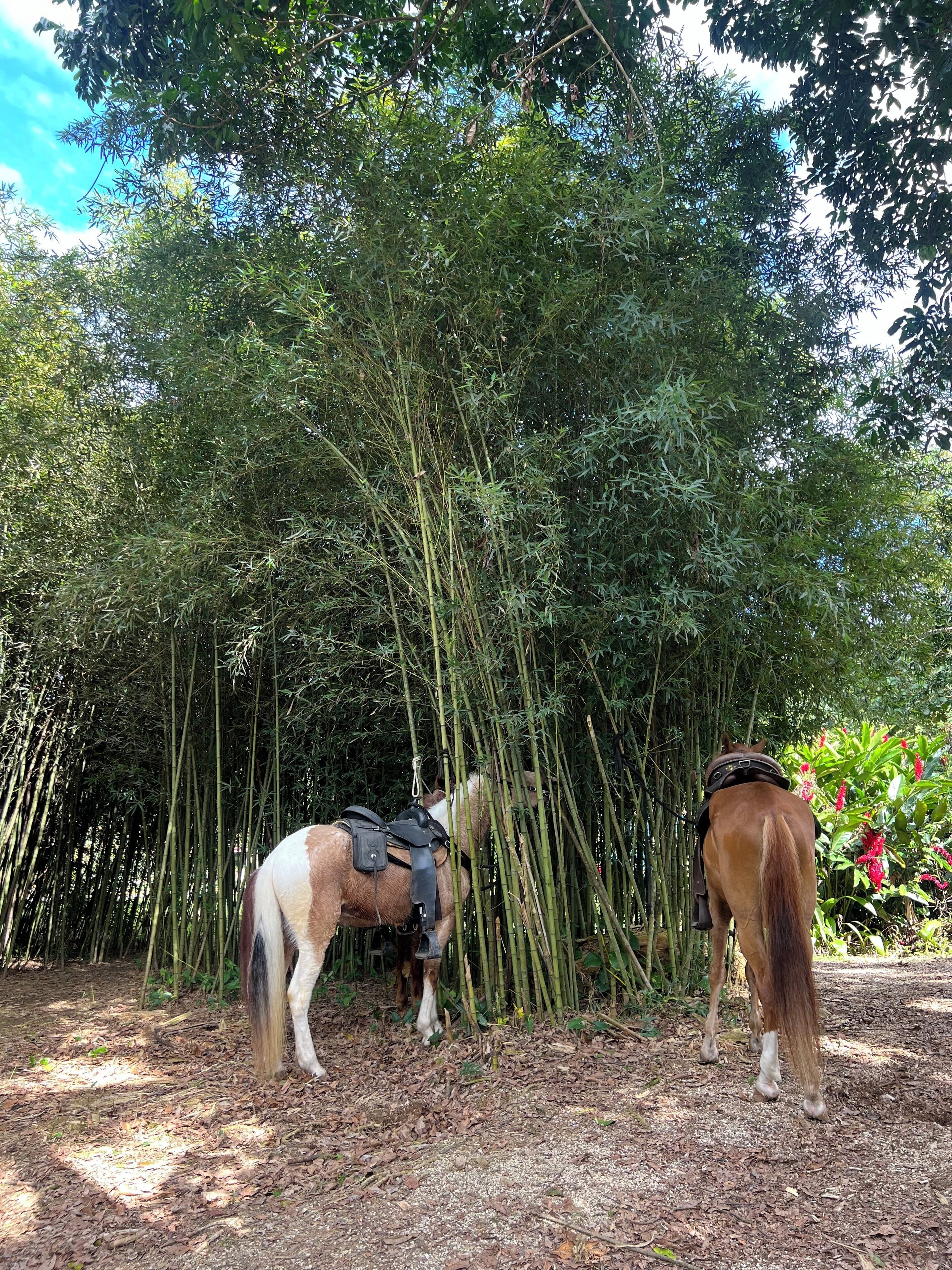 Ein Pferd steht in einer natürlichen Umgebung mit dichtem Bambus und üppiger Vegetation.
