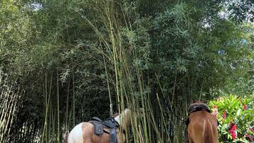 Ein Pferd steht in einer natürlichen Umgebung mit dichtem Bambus und üppiger Vegetation.