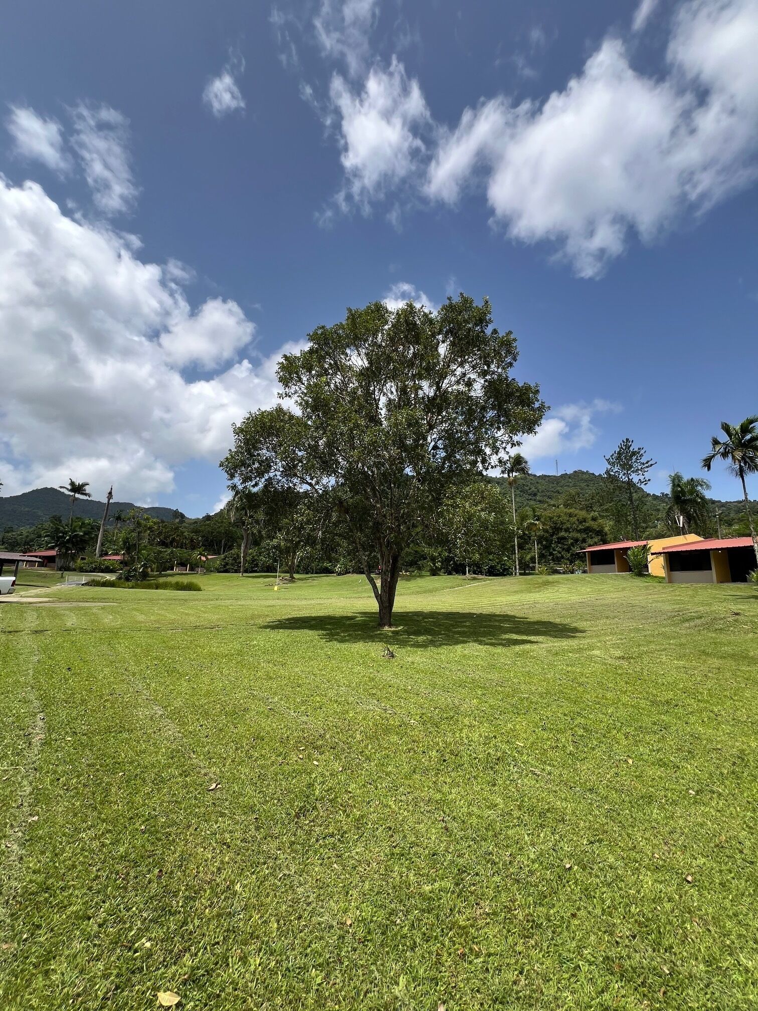 A grassy area with a large tree and a building with a red roof in the background.
