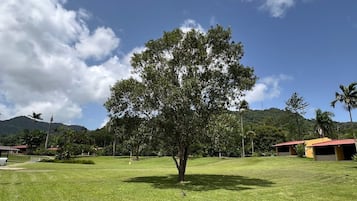 A grassy area with a large tree and a building with a red roof in the background.
