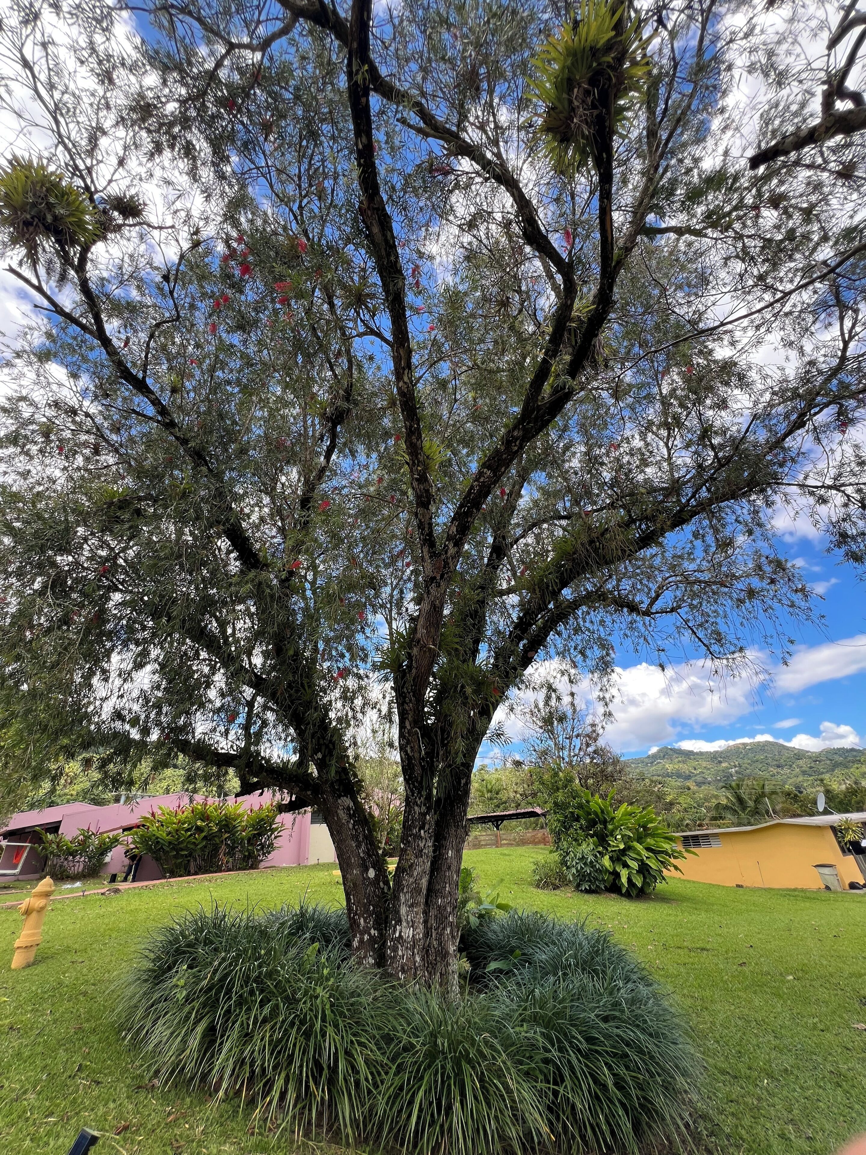A large tree with a thick trunk and dense foliage, surrounded by a well-maintained lawn and a small bush.