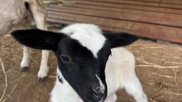 A lamb in a barn with wooden walls and straw bedding.