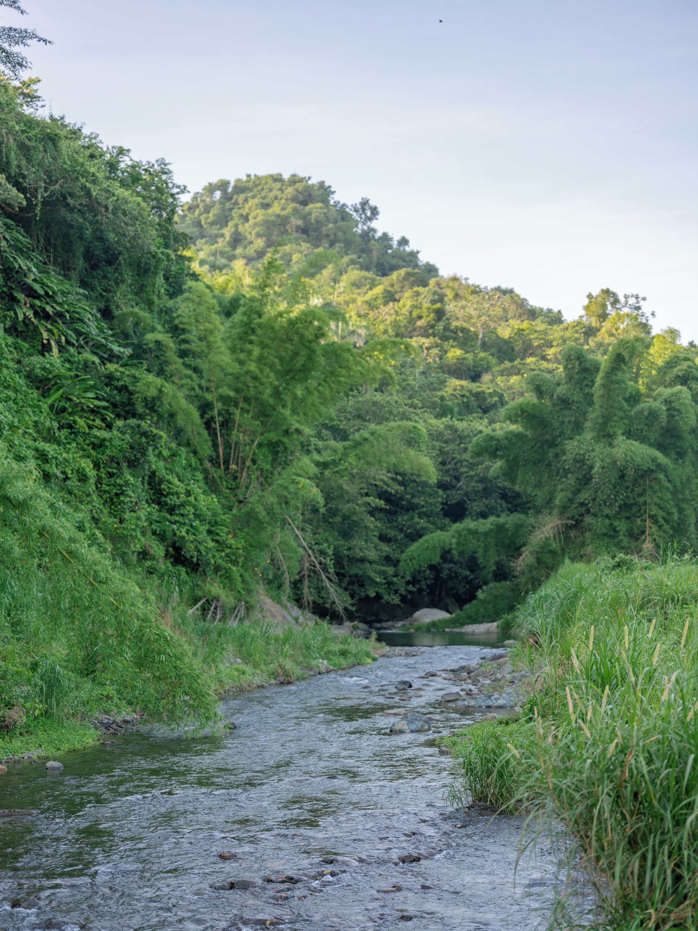 A river flowing through a forested area with dense vegetation on both sides.