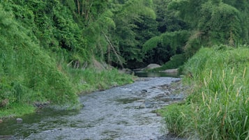 A river flowing through a forested area with dense vegetation on both sides.