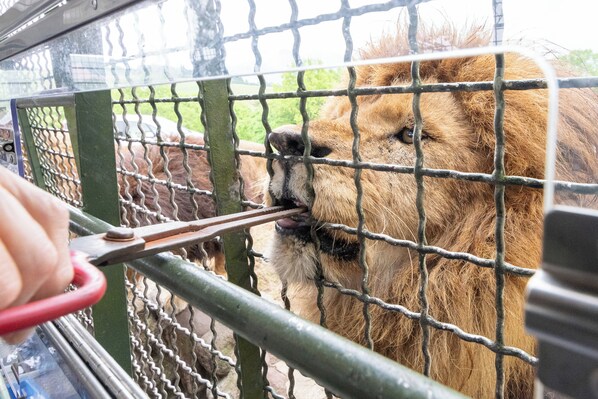 A lion behind a metal fence with a person holding scissors. - Yutorelo Beppu (Beppu)