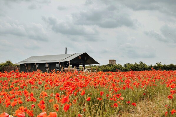 A field of red poppies with a building in the background.