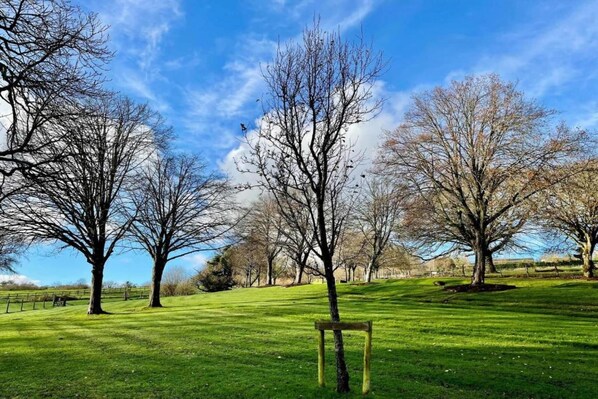 A park with a grassy area, a wooden bench, and leafless trees under a clear sky.