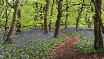 Een bospad met bomen en een tapijt van blauwe bloemen.