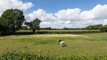 A rural landscape with a fenced field, a large tree, and a horse.