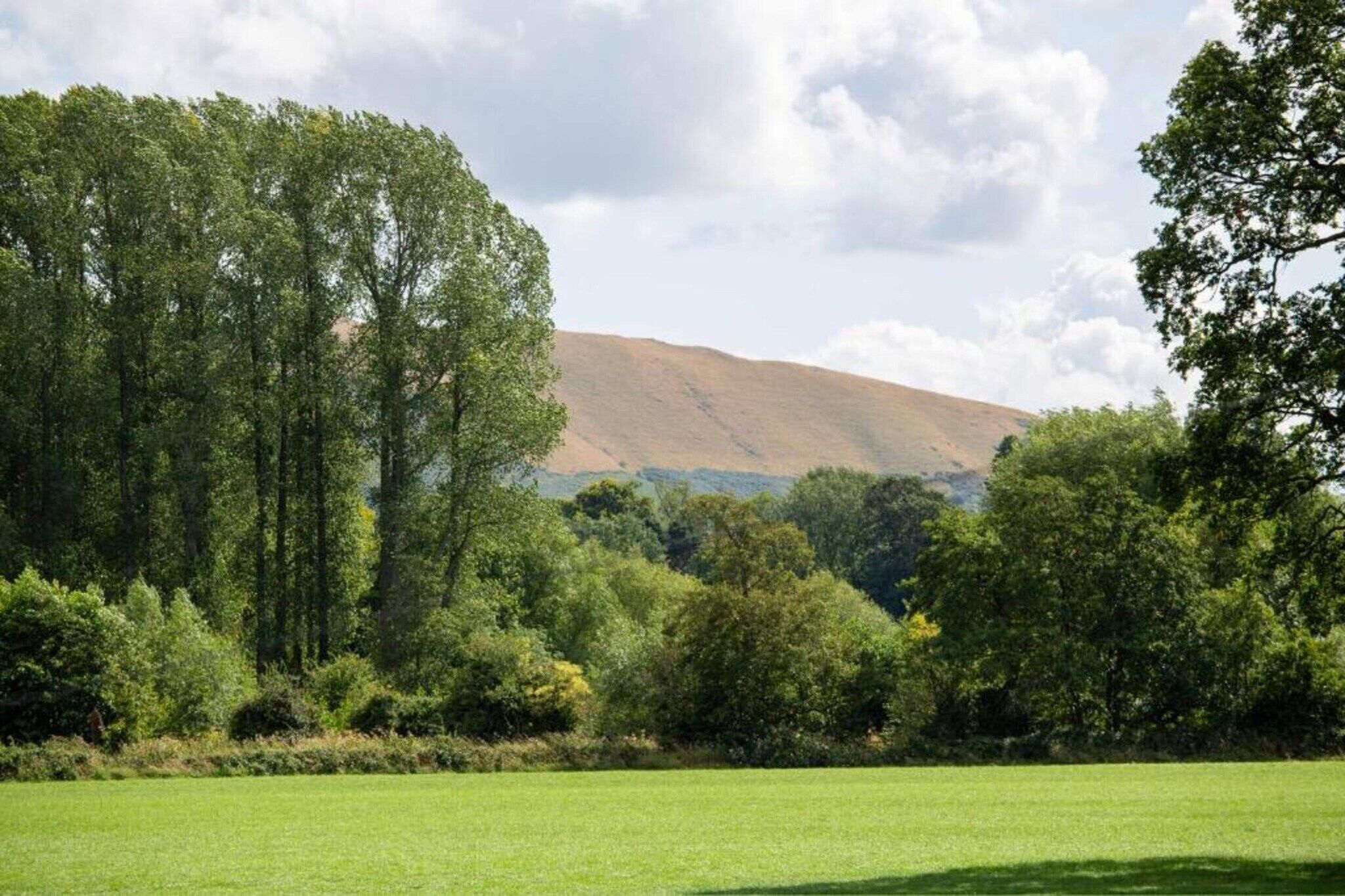 A grassy field with trees and a hill in the background.