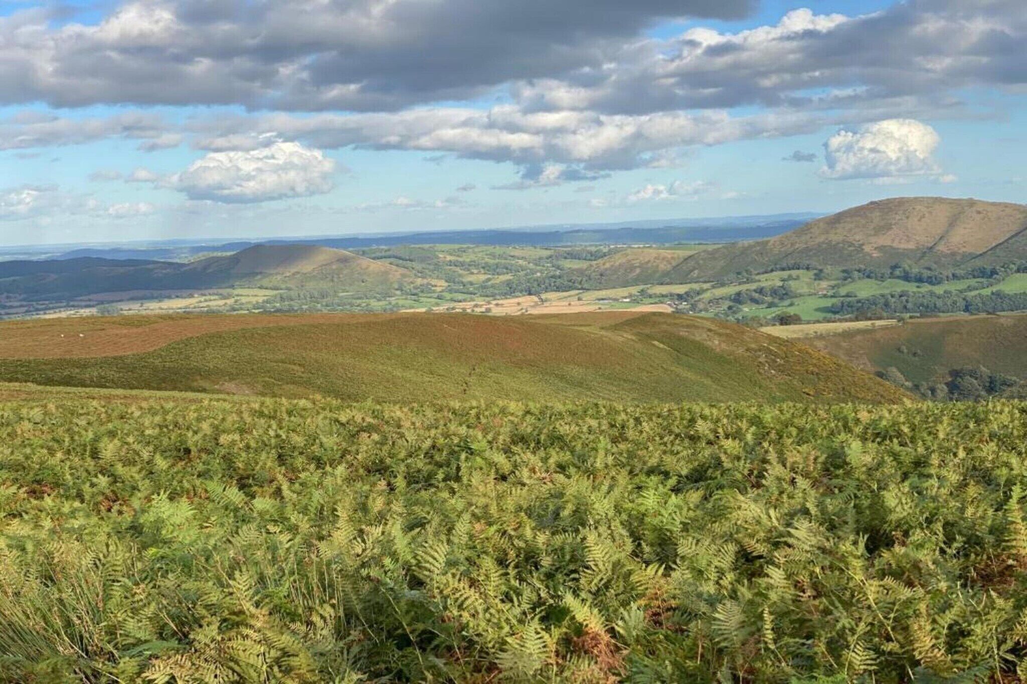 A panoramic view of a hilly landscape with dense ferns in the foreground and rolling hills in the distance.