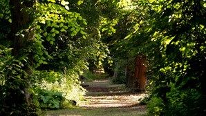 A narrow, tree-lined path in a wooded area. - Cottage for 6 guests in Woolton Hill. (Woolton Hill)