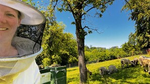 Een persoon in beschermende kleding die schapen observeert in een begrazend grasland met bomen en een hek op de achtergrond.