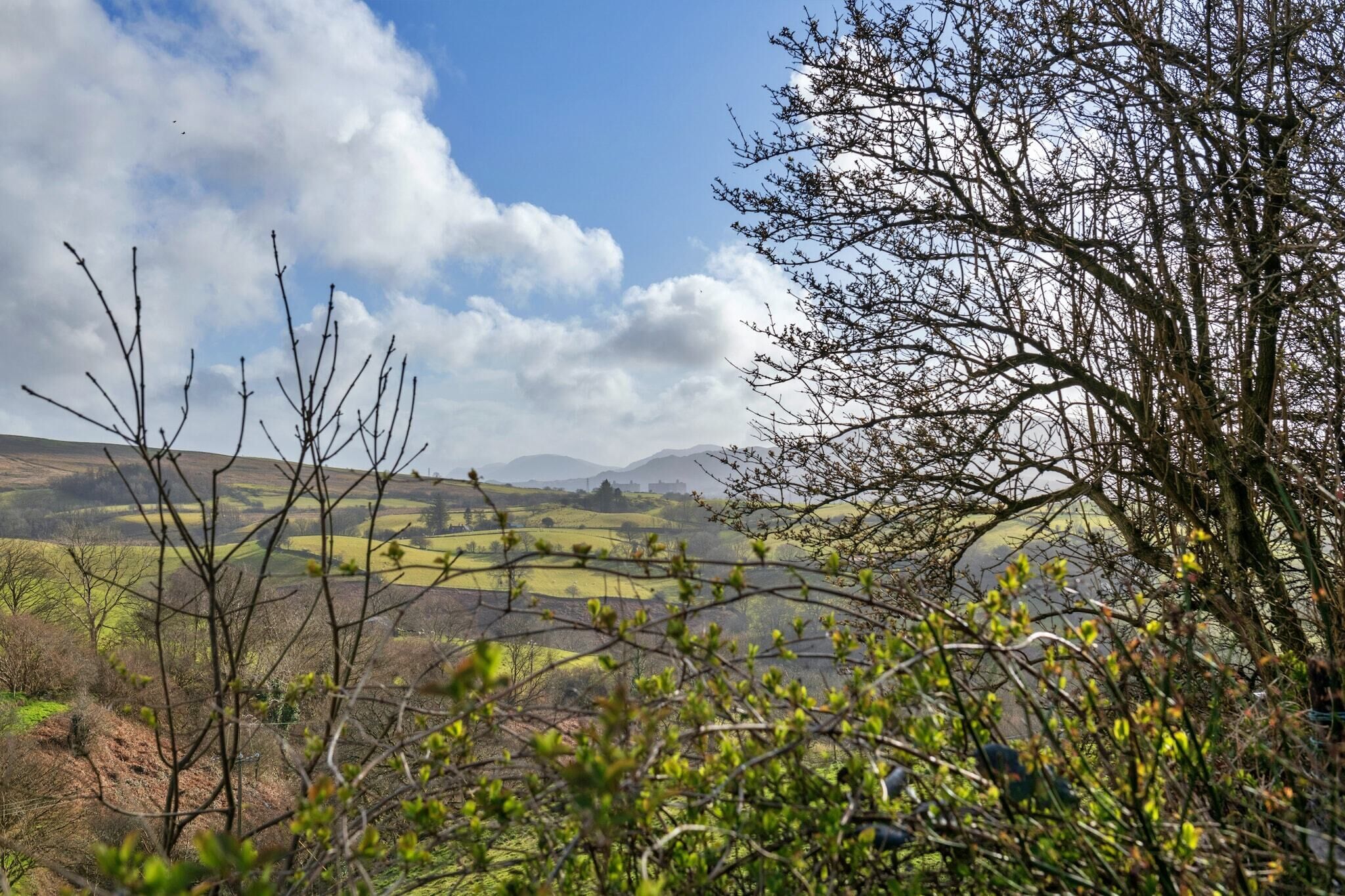 Eine Landschaft mit sanften Hügeln, blauem Himmel und einem Baum im Vordergrund.