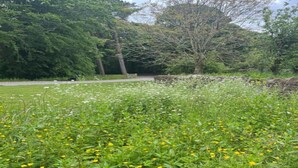 Une zone herbeuse parsemée de fleurs jaunes, avec des arbres en arrière-plan.