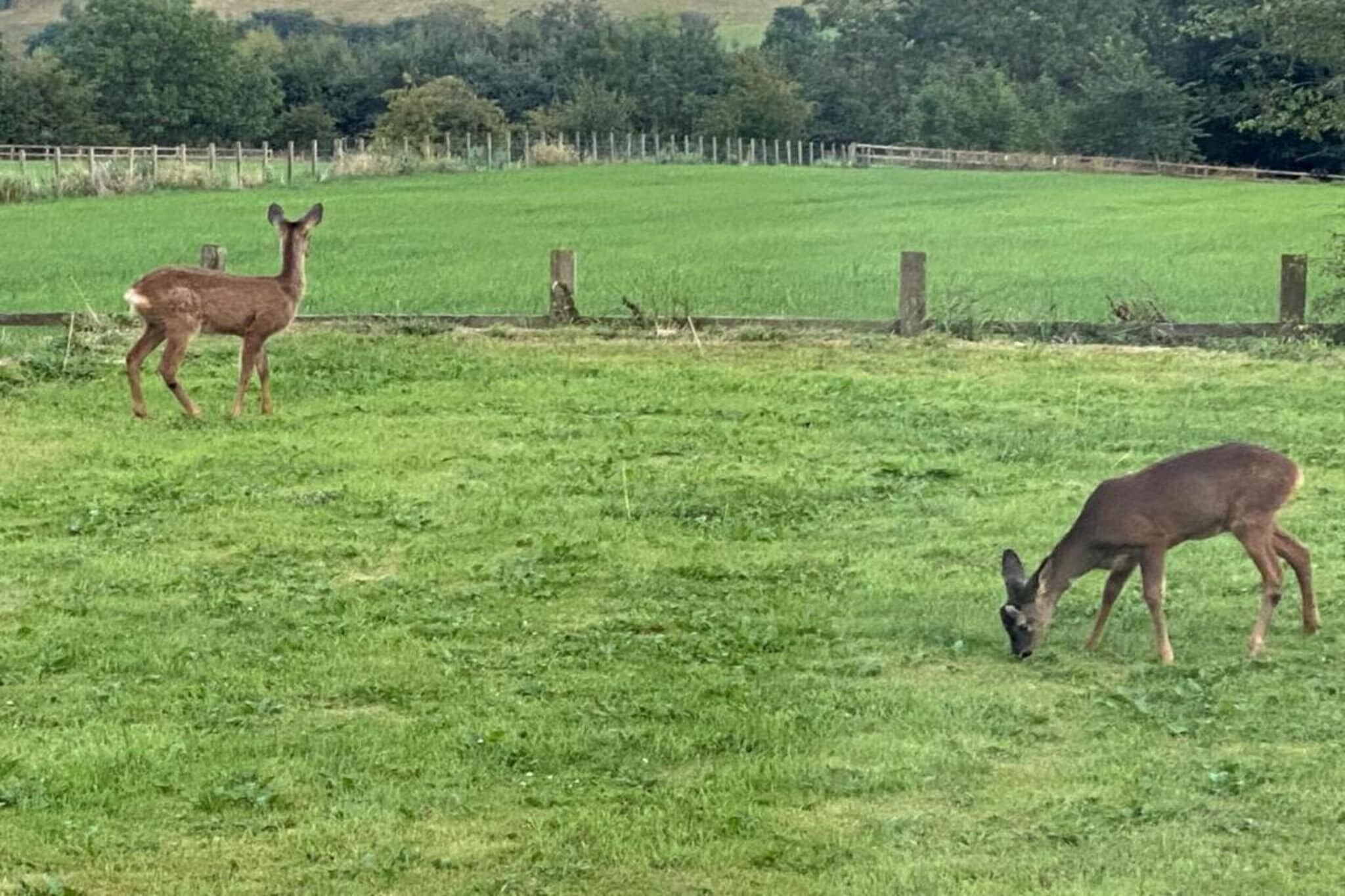 A grassy field with two deer, one grazing and one standing.