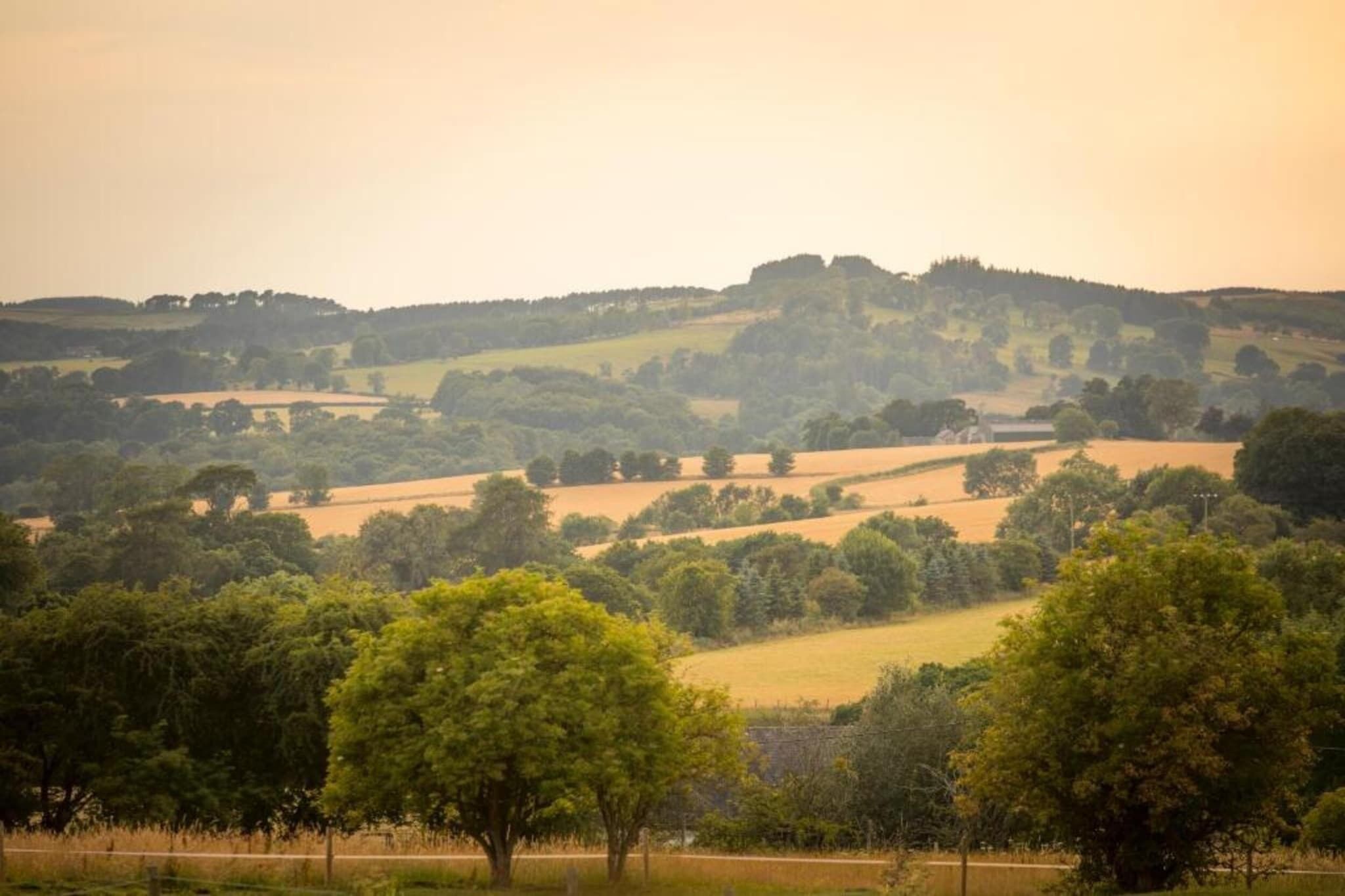 Ländliche Landschaft mit sanften Hügeln, Bäumen und Feldern.