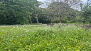 Un espacio cubierto de césped con árboles y un sendero.
