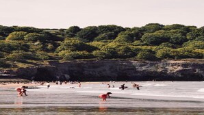 A beach with people enjoying the water and the surrounding greenery. - Cottage in Glaisdale by North Yorkshire Moors (Whitby)
