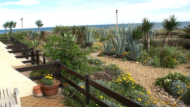 A garden with various plants and a wooden fence.