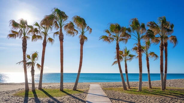 A wooden pathway leading to a beach with palm trees and a clear blue sky.
