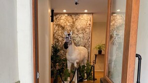 Una estatua de un caballo blanco en un pasillo con un muro de mármol y plantas en macetas.