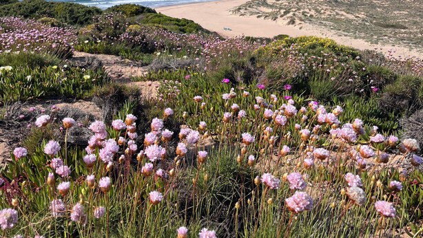 A coastal landscape with a beach, rocky terrain, and wildflowers.