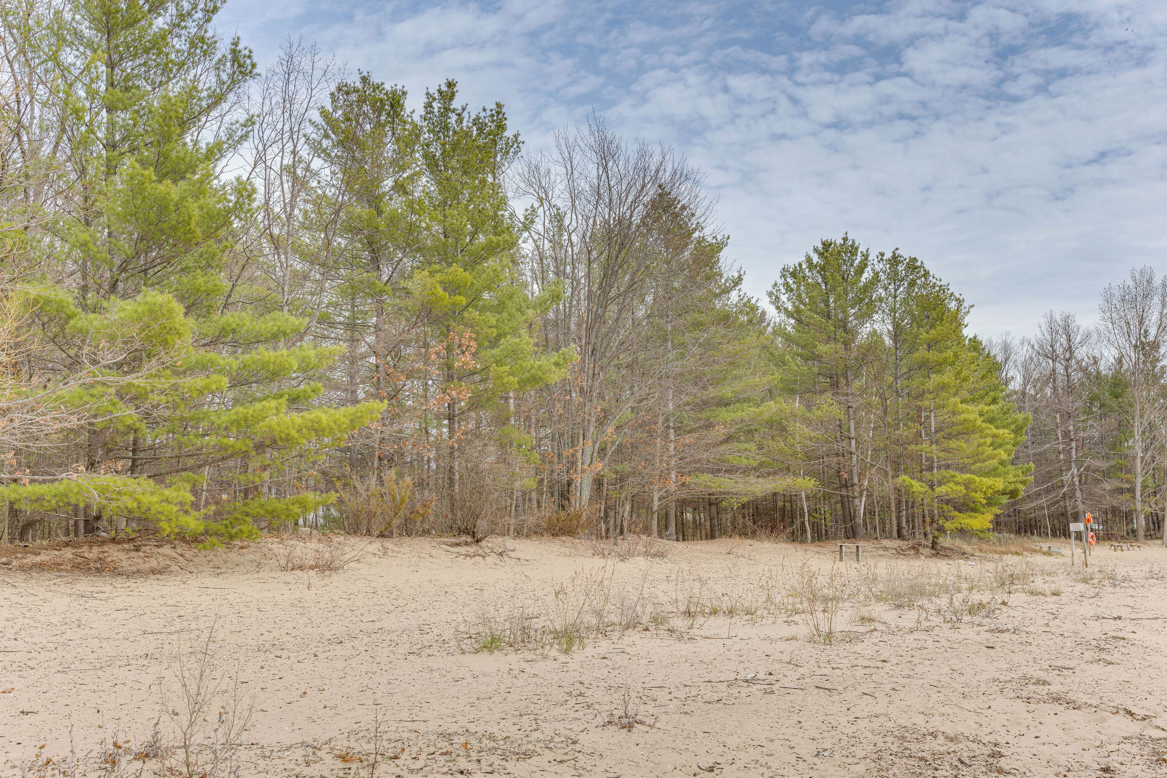 A natural landscape with a sandy beach and dense pine trees.