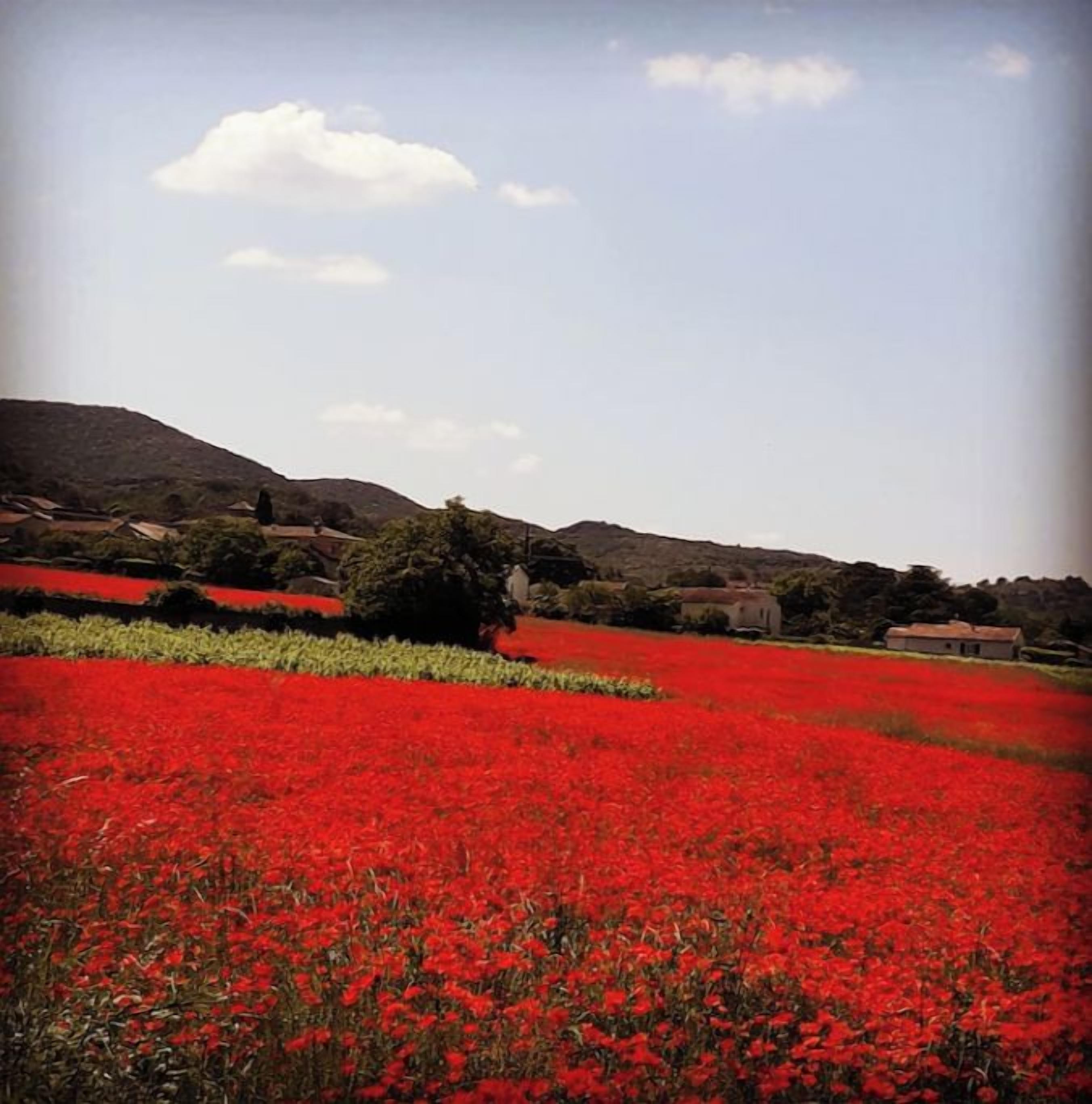 A field of red flowers with a building in the background.