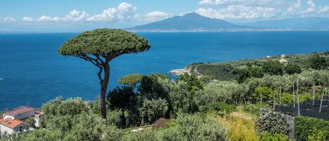 A coastal landscape with a prominent tree, a mountain in the background, and a view of the sea.