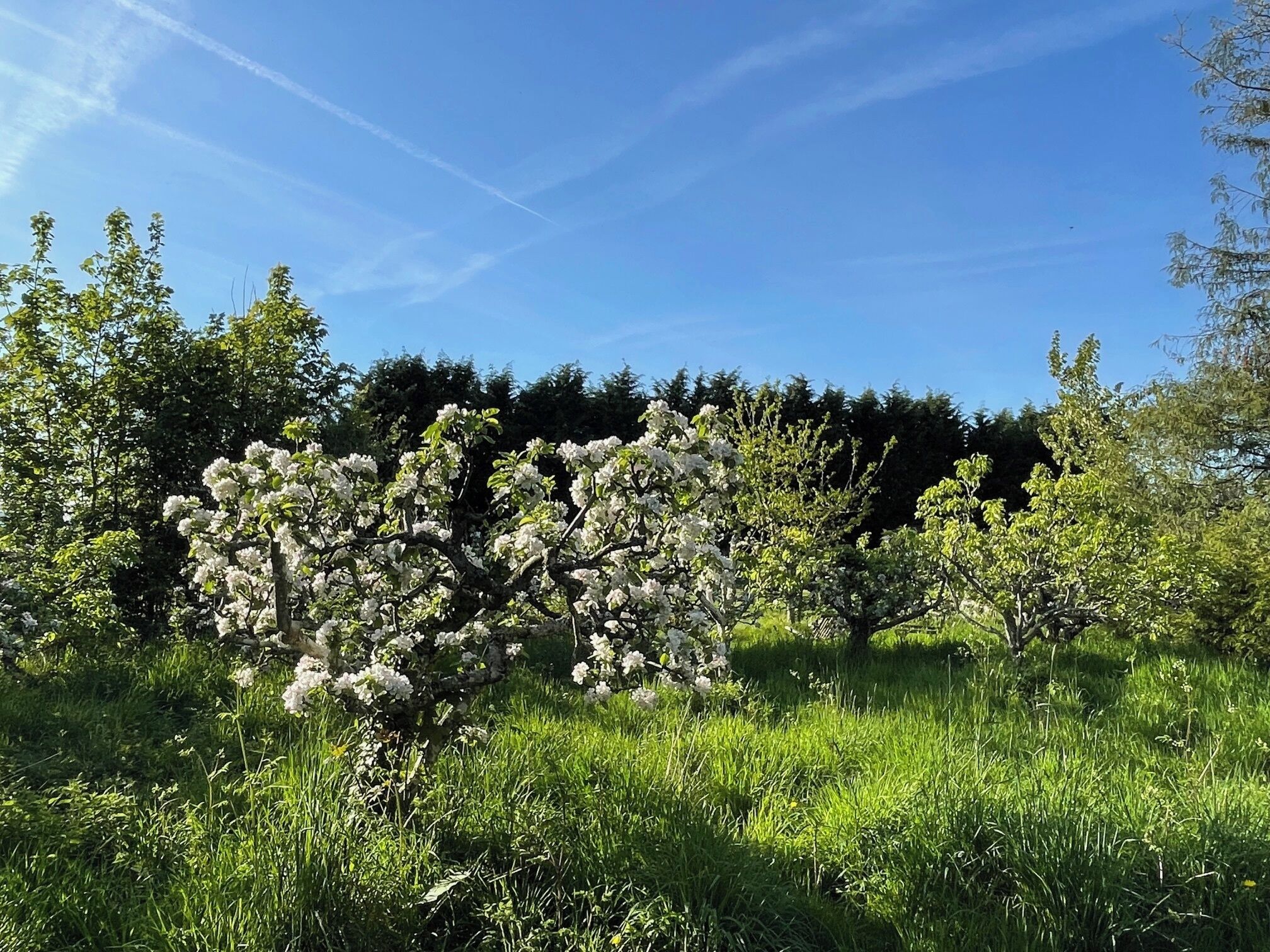 Een boom met witte bloemen in een grasveld.