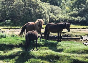 Cottage | Vue depuis l’hébergement