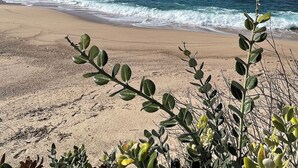 A beach with clear blue water and a sandy shore. - The beach house (Calcatoggio)