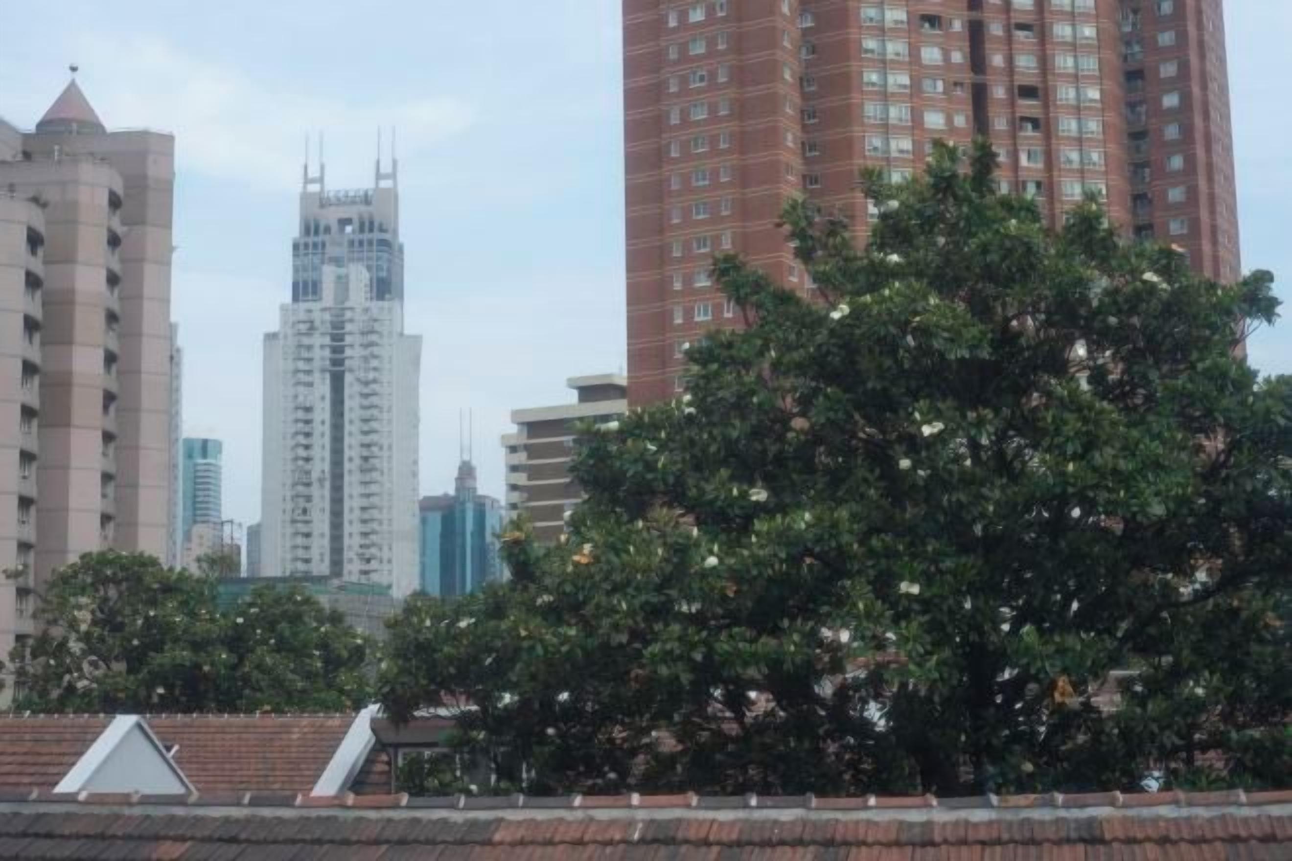 Une vue urbaine avec des immeubles de grande hauteur et un arbre au premier plan.