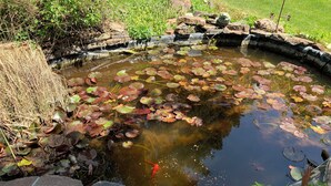A small pond with water lilies and a goldfish. - Spacious 5-bedroom house in marvelous Boise with AC, WiFi (Boise)